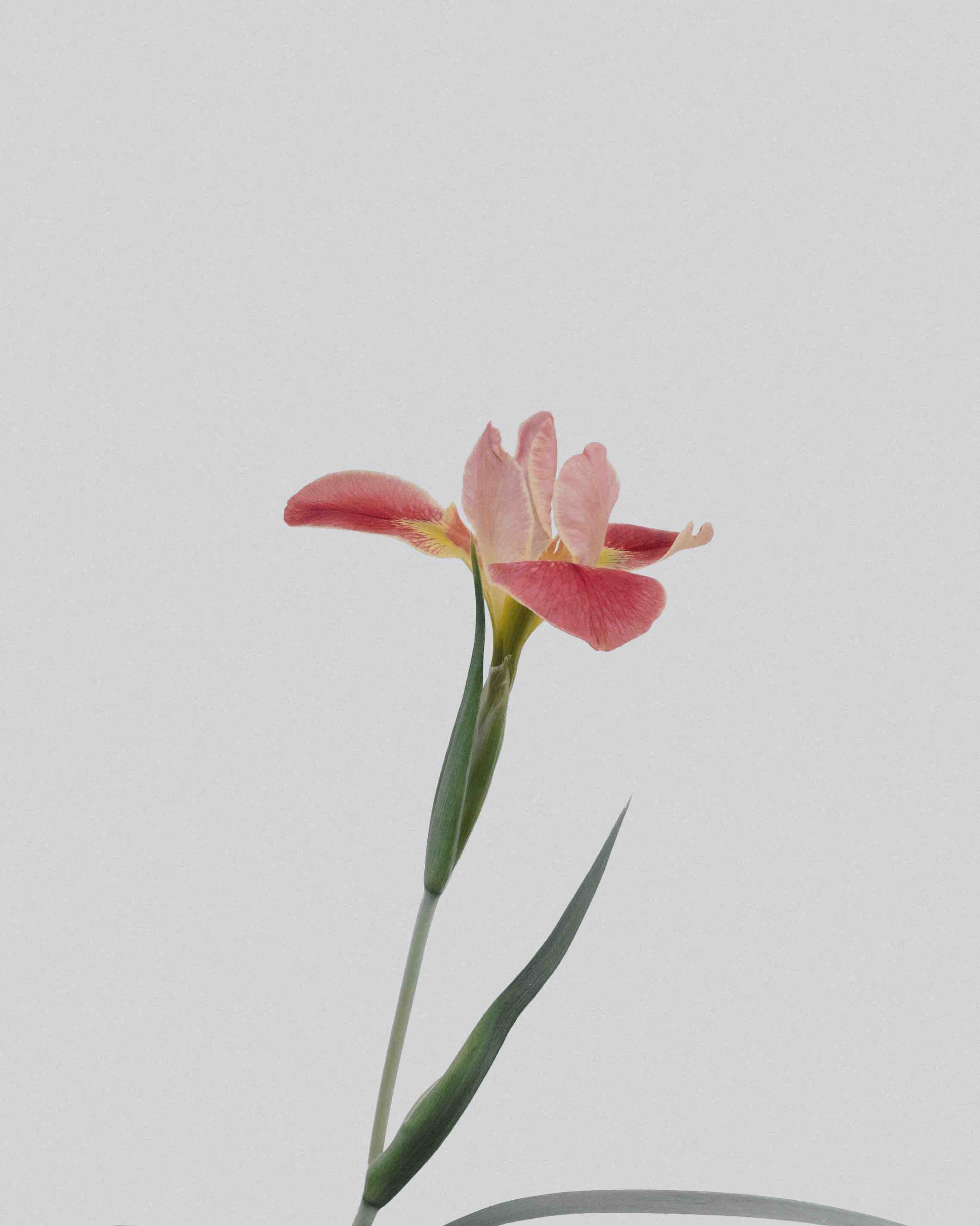 Floral Line Art - 原图